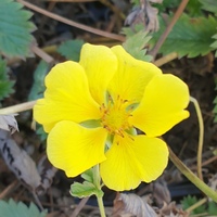 Potentilla  'Mont D'Or'
